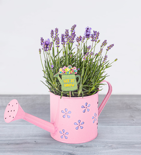 Father's Lavender Watering Can